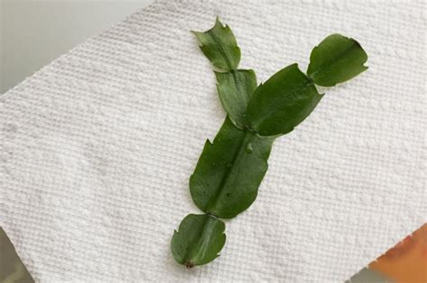 Christmas cactus are popular blooming houseplants. How to Root a Broken Branch on a Christmas Cactus | eHow