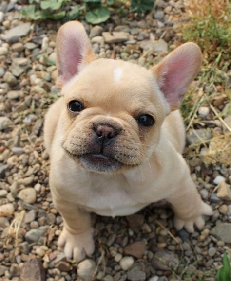 These traits and many others have made the breed extremely popular in all its forms, whether it's the english bulldog, the american bulldog, or the french bulldog. Best 25+ French bulldog names ideas on Pinterest | French ...