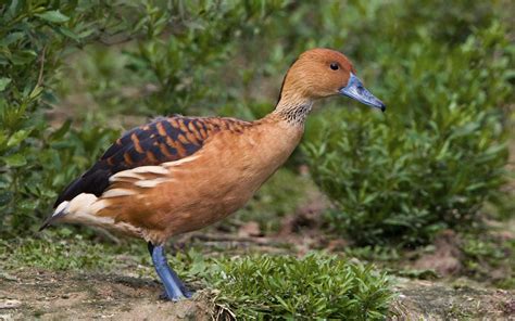 Fulvous Whistling Duck Audubon Field Guide