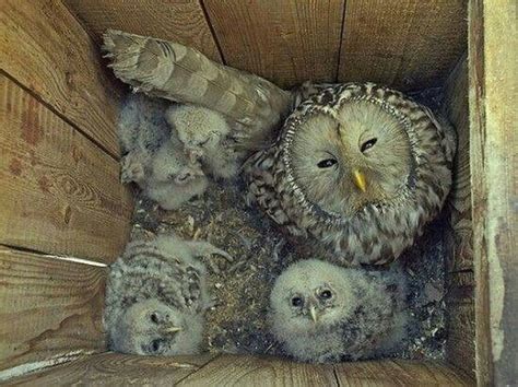 Mommy Owls And Her Babies