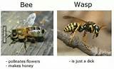 Photos of Wasp Vs Bee Sting