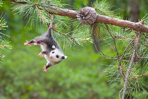 If the baby you have found is 4″ long or longer, has its eyes opened and isn't lethargic, you may give it a little applesauce in a shallow lid. 45 Interesting Facts About Opossums - Baby Healthy Parenting