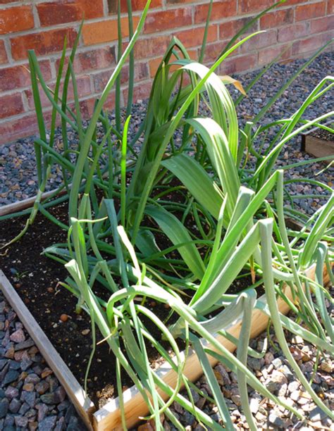 This region encompasses zone 6 and colder. How to Care for Onion Plants | HubPages
