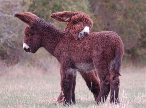 Pin Von Michelle Palmer Auf Long Ears 3 Donkey And Friends Süße Tiere