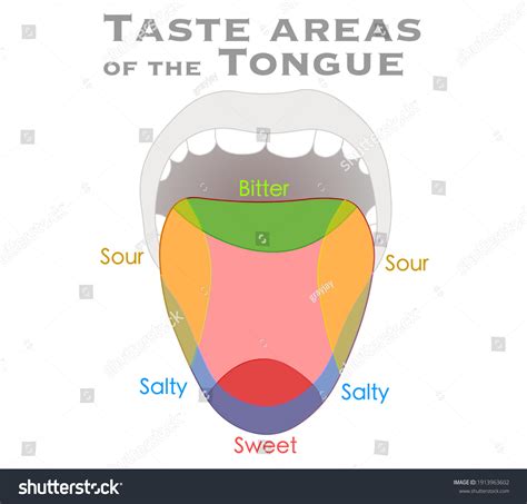 Tongue Taste Areas Taste Map Diagram Vector Có Sẵn Miễn Phí Bản Quyền