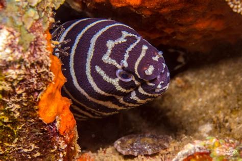 Zebra Moray Eel Facts And Photographs Seaunseen