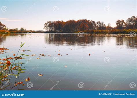 Autumn Leaves Float On Water Lake Or River With Quiet Water In The