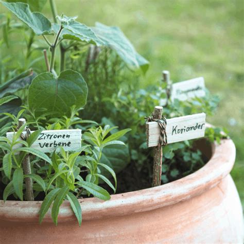 How To Start A Herb Garden For Beginners How Do You Start A Herb Garden