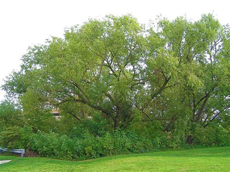 100 Hybrid Willow Tree Plant Austree Cuttings Grow 12 Feet 1st Season