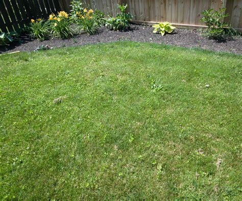 They have two ways to target weeds. Sunday Lawn Care Subscription Review + Coupon - Summer 2020 - hello subscription