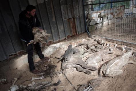 Animals At Gazas Zoos Die Of Hunger Diseases Orange County Register