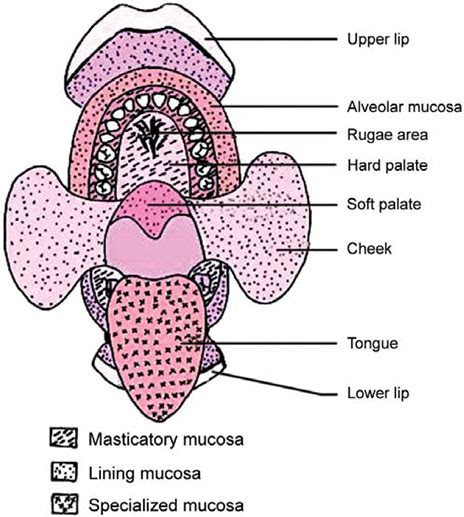 Oral Mucosa Diagram