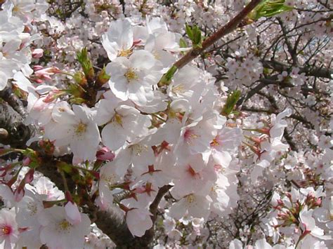 Kumpulan gambar bunga cantik dan terbaru. Gambar Wallpaper Cantik Bunga Sakura | Stok Wallpaper