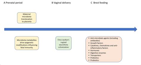 Potential Mechanisms Of Maternal Microbiota Vaginal Delivery Breast