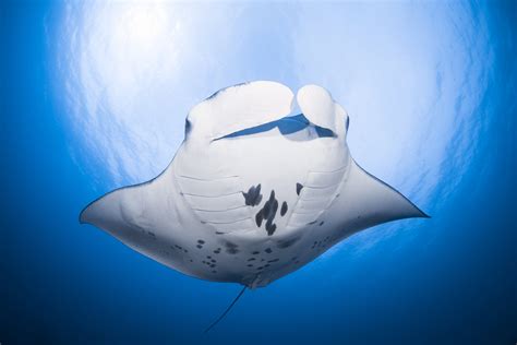 Underwater Manta Ray Ultrasound Press Release — Manta Trust