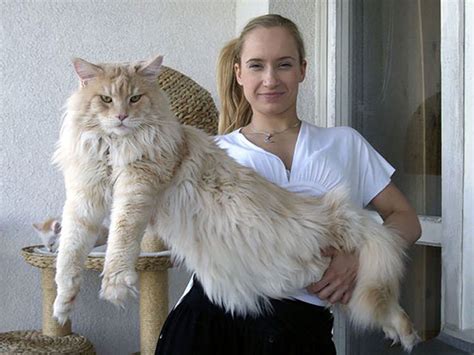 They can be loving and affectionate, but can also maine coon kittens from a good breeder will probably be more expensive as well. 21 Huge Maine Coon Cats That Will Make Your Kitty Look ...