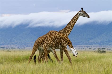 Giraffes Images