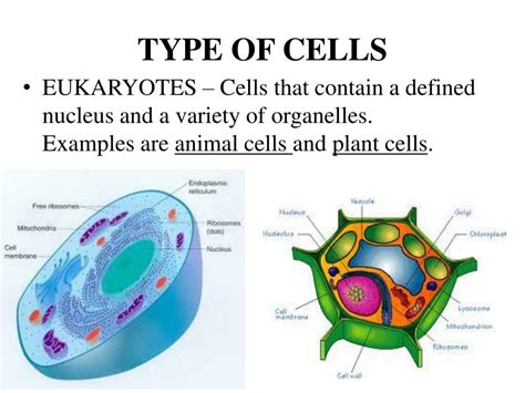 So, the correct answer is 'true'. PPT - LOOKING INSIDE CELLS PowerPoint Presentation, free ...