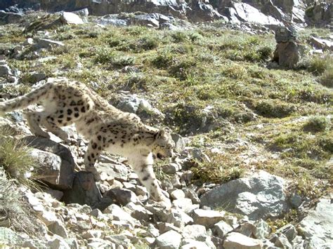 First Pictures Snow Leopards Rebounding In Afghanistan