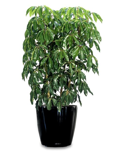 Trova tantissime idee per piante da appartamento alte. Piante Creare Giardini Cura dei Fiori Consigli ...