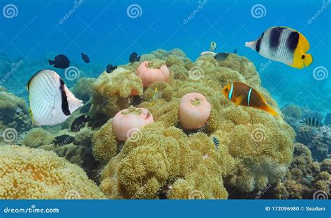 Pacific Ocean Colorful Tropical Marine Life Stock Photo Image Of