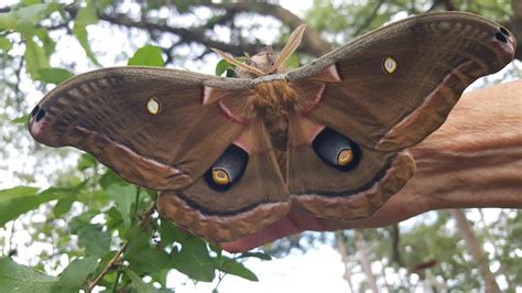 Marvelous Moth Florida Wildlife Federation