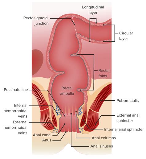 Rectum And Anal Canal Anatomy Concise Medical Knowledge