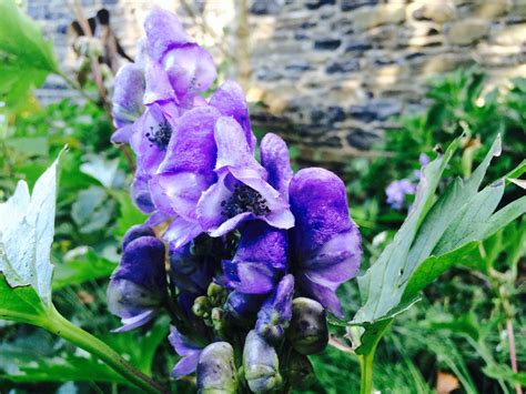Where Does Aconitum Grow Aconitum Gallery