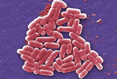 Descubren Un Antibiótico Eficaz Contra Las Bacterias Resistentes