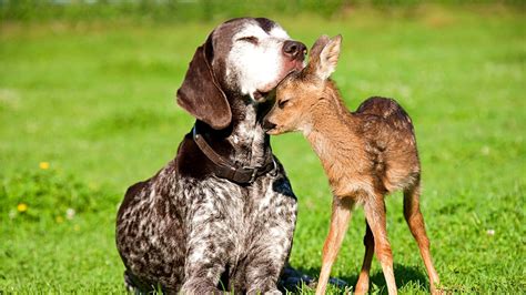 Beautiful Photos Of Dogs Loving Their Baby Animal Friends