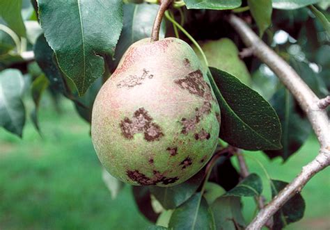 Pear Scab Or Black Spot Barmac Pty Ltd