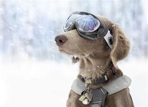 Winter Dogs Wallpapers Wallpaper Cave