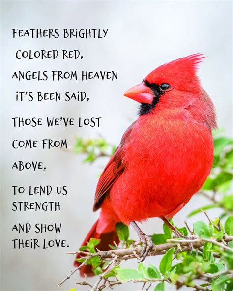 A Red Bird Sitting On Top Of A Tree Branch With A Poem Written Below It