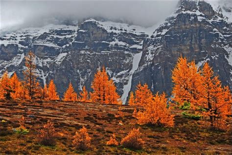 Larch Trees In Lake Louise Alberta Autumn Re Focusing Photography