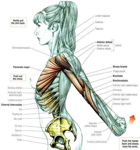 Deltoid Anterior Stretch Anatomia Yoga Anatomia Anatomia Muscolare