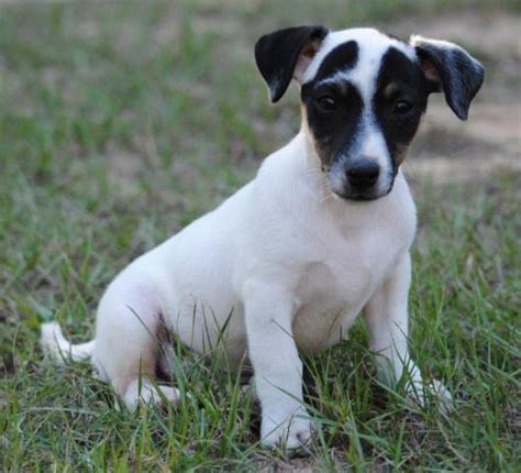 adorable shorty smooth coat jack russell male  sale  camilla texas classified