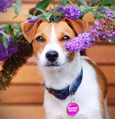 Pawesome Pet Tags Dog Identity Tags with Super Powers | Dotty4Paws