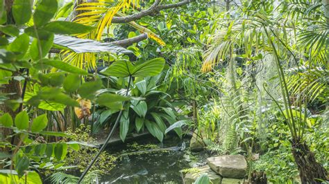 Tropical Rainforests Cambridge Botanic Garden