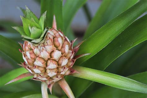 This Pineapple Plant Care Routine Is As Easy As Propagating Fresh Produce Bob Vila