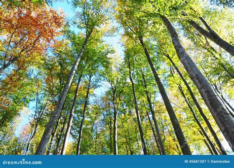 Looking Up In The Autumn Forest Below View Stock Image Image Of