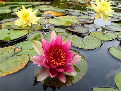 We did not find results for: Fiore di loto - Piante acquatiche - Come curare il fiore ...