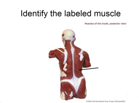 A And P Muscles Lab Flashcards Quizlet