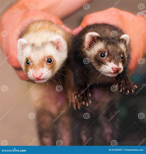 Ferrets Stock Photos Download 419 Royalty Free Photos