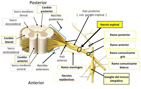 MorfologÍa Externa De La MÉdula Espinal Dolopedia