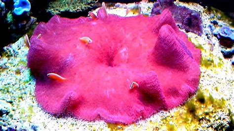 Red Carpet Anemone And Skunk Clownfish Youtube