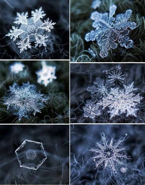 Snow Cristal Snowflakes Real Snowflakes Snow Crystal