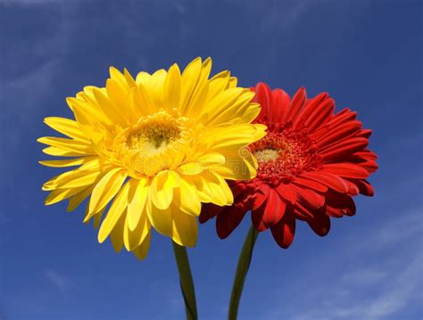Two Flowers Red And Yellow Gerbera On Blue Sky Stock Photo Image Of