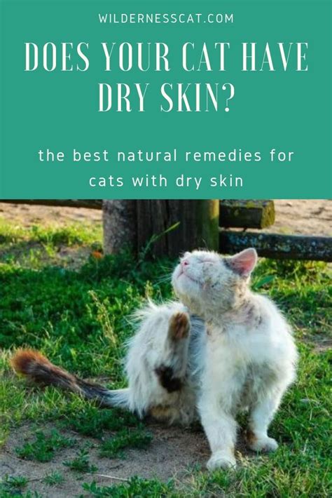 Home Remedies For Cats With Dry Skin Soothe Naturally Dry Itchy
