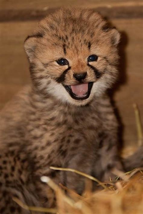 Cheetah Zooborns