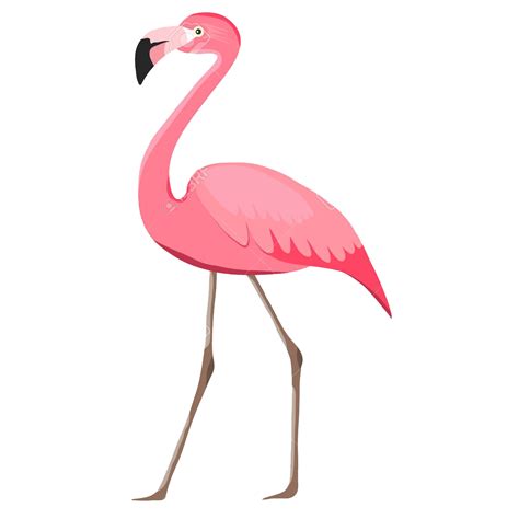 Flamingo Png Images Transparent Background Png Play